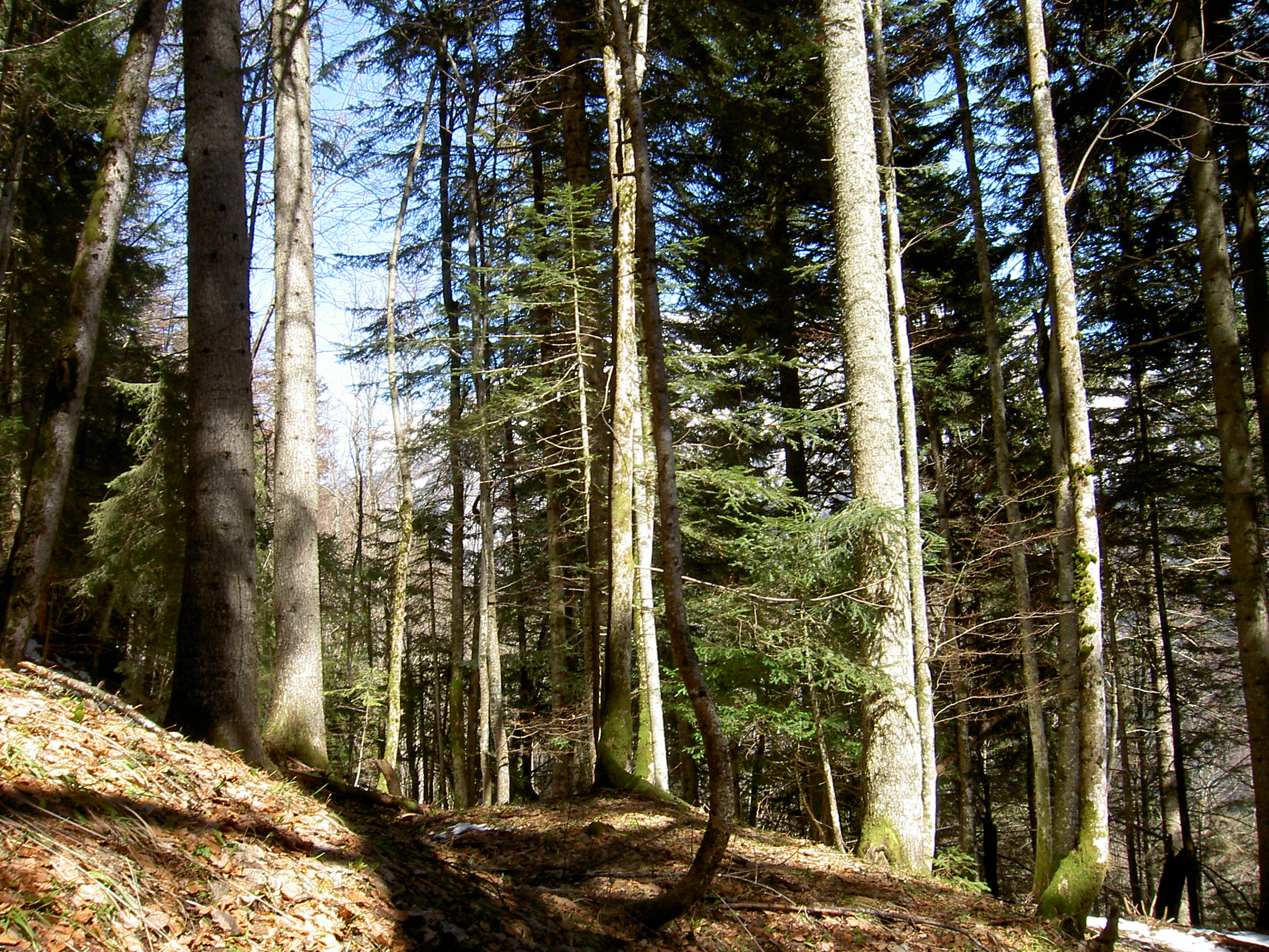 L AOC Bois De Chartreuse Bois de Chartreuse L AOC Bois De Chartreuse Bois de Chartreuse