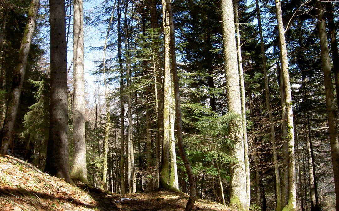 Le Bois de Chartreuse, un matériau écologique